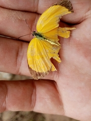 Pyrisitia dina