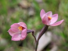 Thelymitra rubra