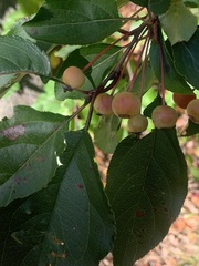 Malus hupehensis