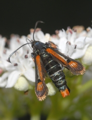 Pyropteron chrysidiforme