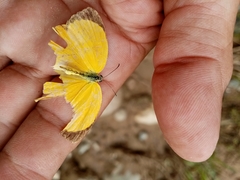 Pyrisitia dina