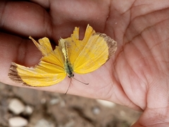 Pyrisitia dina
