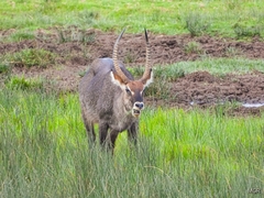 Kobus ellipsiprymnus