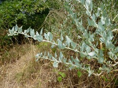 Atriplex halimus