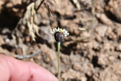Tridax coronopifolia