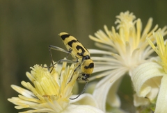 Chlorophorus varius