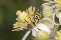 Chlorophorus varius