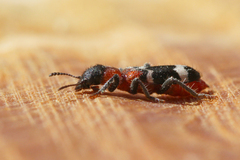 Thanasimus formicarius