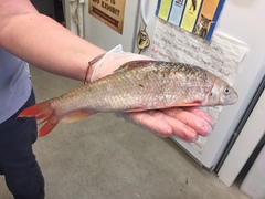 Moxostoma macrolepidotum