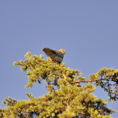 Streptopelia capicola