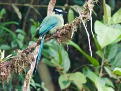 Momotus aequatorialis