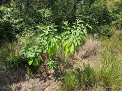 Solanum granulosoleprosum