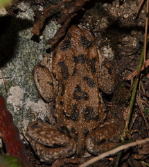 Rhinella spinulosa
