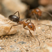 Bicolored Pyramid Ant - Photo no rights reserved, uploaded by Jesse Rorabaugh