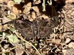 Staphylus hayhurstii