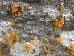 Cytospora
