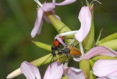 Stictoleptura cordigera