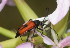 Stictoleptura cordigera
