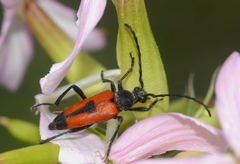 Stictoleptura cordigera