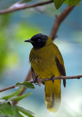 Brachypodius melanocephalos