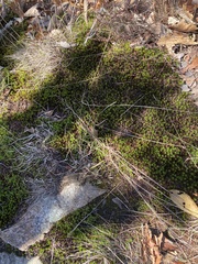 Polytrichum strictum