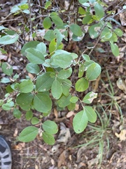 Vaccinioideae
