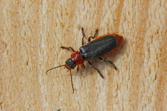 Cantharis rustica