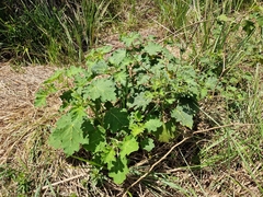 Solanum viarum