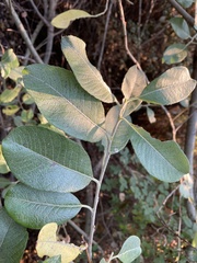 Salix hookeriana