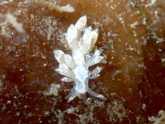 Trinchesia albocrusta