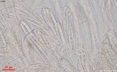 Strossmayeria basitricha