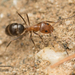 Dorymyrmex - Photo no hay derechos reservados, subido por Jesse Rorabaugh