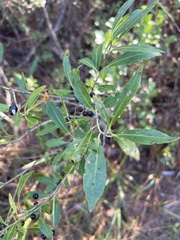 Ilex glabra