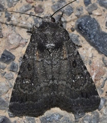 Caradrina germainii