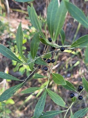 Ilex glabra