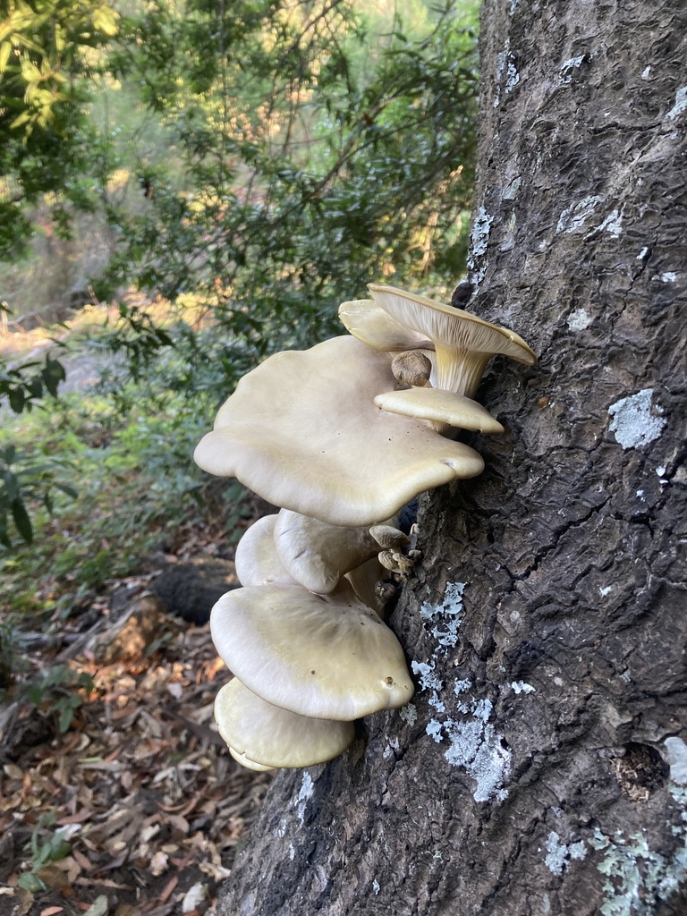 Pleurotus ostreatus from tilden nature area orinda ca us on october