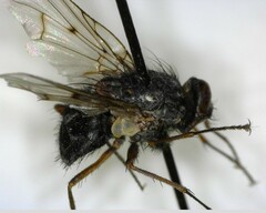 Muscina stabulans
