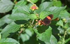 Heliconius melpomene