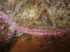 Pododesmus