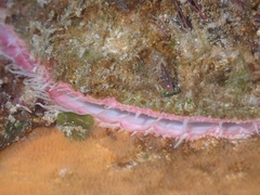 Pododesmus