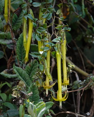 Salpichroa didierana