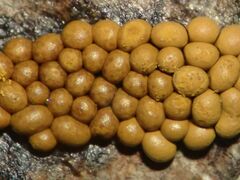 Oligonema persimile