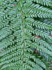 Polystichum