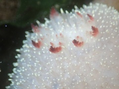 Acanthodoris nanaimoensis