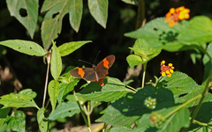 Heliconius melpomene