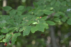 Amelanchier interior