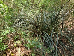 Bromelia balansae