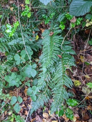 Polystichum