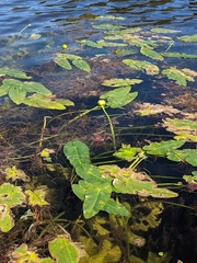 Nuphar sagittifolia