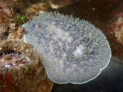 Acanthodoris nanaimoensis